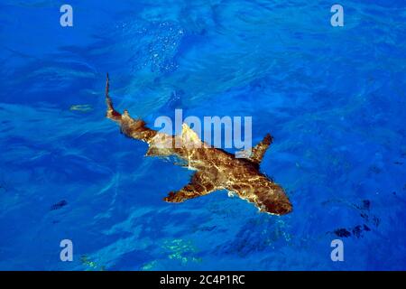 Zitronenhai, Negaprion brevirostris, Tiger Beach, Bahamas Stockfoto