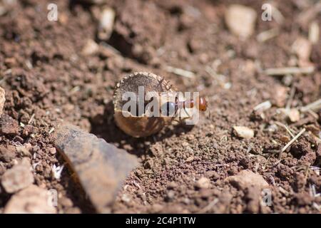 Makroaufnahme eines 'Messor Semirufus' Ameisen-Nestes. Niederes Galiläa, Israel Stockfoto