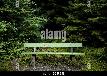 Leere Bank im Wald Stockfoto