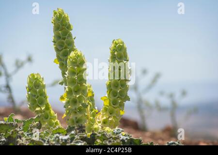 Moluccella Pflanze, auch bekannt als die "Glocken von Irland", die in Zentral- und Südwestasien und dem Mittelmeer beheimatet ist. Niederes Galiläa, Israel Stockfoto