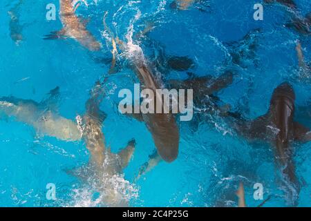 Zitronenhaie, Negaprion brevirostris, Fressrausch, Tiger Beach, Bahamas Stockfoto