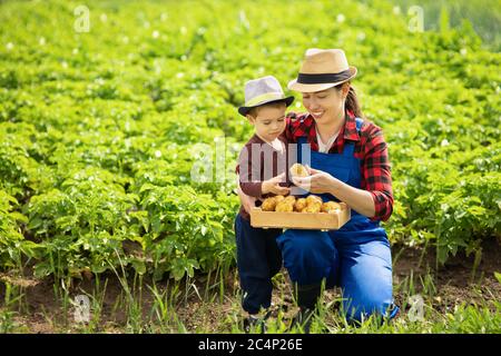 Gärtnerin mit Sohn beim Kartoffelernten Stockfoto