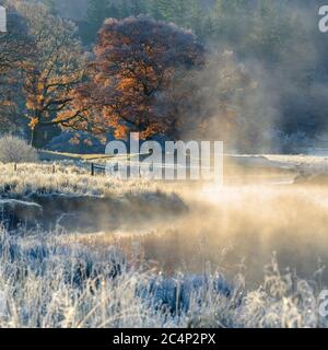 Aufsteigender Nebel Aus Dem Fluss Mit Frost Und Atemberaubenden Herbstfarben Auf Eiche. River Brithay, Lake District, Großbritannien. Stockfoto