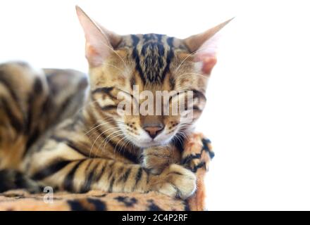 Eine bengalische Katze schläft auf einem weichen Kissen mit Leopardenmuster. Weißer isolierter Hintergrund Stockfoto