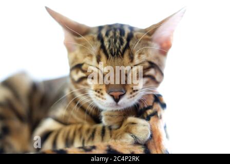 Eine bengalische Katze schläft auf einem weichen Kissen mit Leopardenmuster. Weißer isolierter Hintergrund Stockfoto