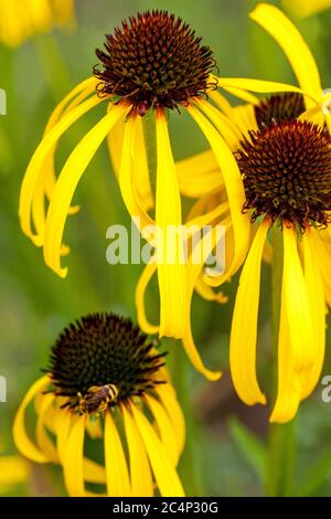Echinacea paradoxa Stockfoto