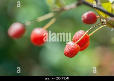 Nahaufnahme der Früchte der Goumi-Beeren (Elaeagnus multiflora), die vom Strauch erhängt werden. Golan Heights Stockfoto