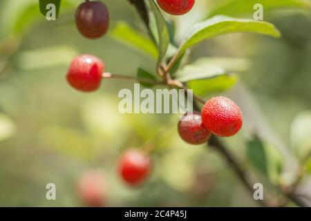 Nahaufnahme der Früchte der Goumi-Beeren (Elaeagnus multiflora), die vom Strauch erhängt werden. Golan Heights Stockfoto