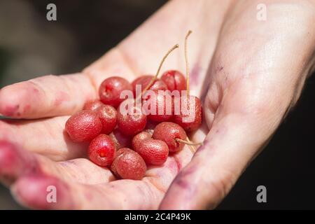 Hand voll mit roten Goumi-Beeren (Elaeagnus multiflora), Golan-Höhen Stockfoto