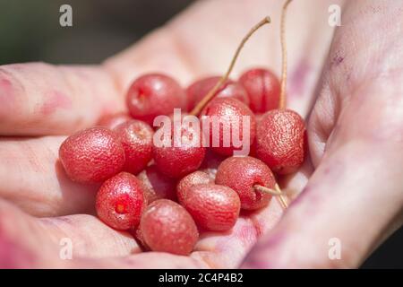 Hand voll mit roten Goumi-Beeren (Elaeagnus multiflora), Golan-Höhen Stockfoto