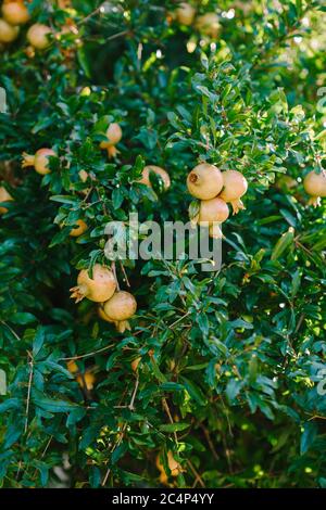 Viele Granatapfelfrüchte auf Ästen. Stockfoto