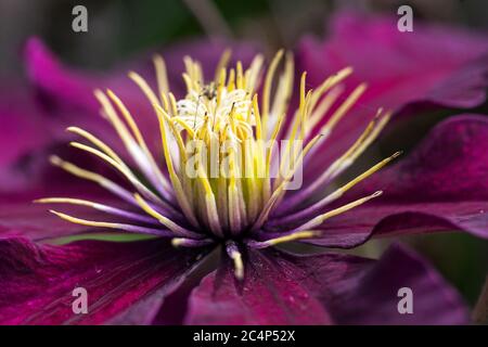 Clematis Niobe Nahaufnahme Blume Stockfoto