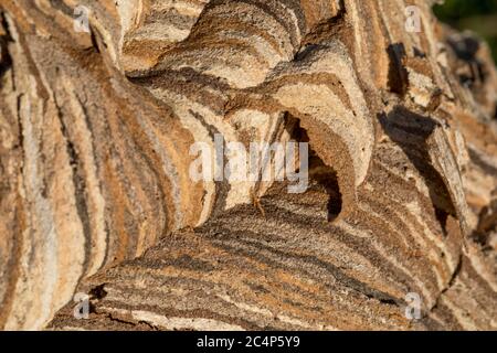 Hornisse, Vespa crabro; Detail der Nest; UK Stockfoto