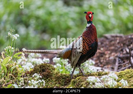 Fasan; Phasianus colchicus; männlich in Ramsons; Großbritannien Stockfoto