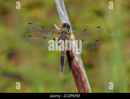 Vierfleckiger Chaser (Libellula quadrimaculata) in Ruhe auf Bullush-Stamm, Dumfries, SW Schottland Stockfoto