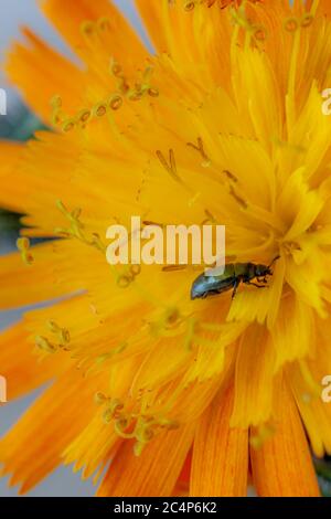 Nahaufnahme der Käfer auf blühenden Orangen-Weißwanz (pilosella aurantiaca, früher genannt: hieracium aurantiacum) Stockfoto