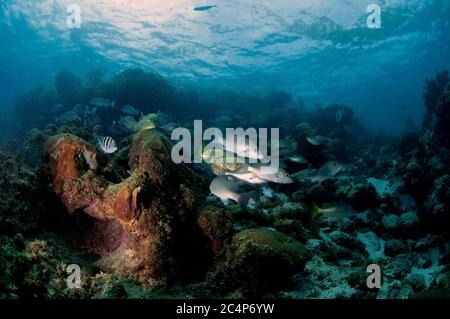 Aggregation von caesar Grunts, Haemulon carbonarium und grauen Schnappern, Lutjanus griseus, auf einem Korallenriff, Hol Chan Marine Reserve, San Pedro, Belize Stockfoto