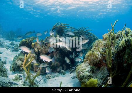 Schule der grauen Schnapper, Lutjanus griseus, schwimmen um eine Flasche-Pinsel Busch schwarze Korallen, Antipathes hirta, Hol Chan Marine Reserve, San Pedro, Belize Stockfoto