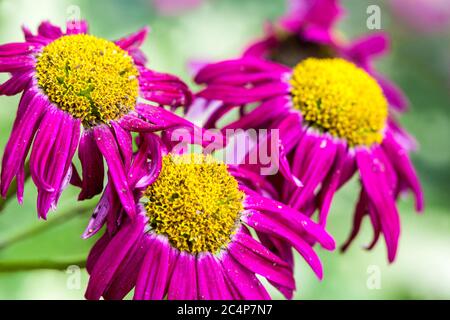 Bemalte Daisy Tanacetum coccineum 'Robinson's Red' Stockfoto