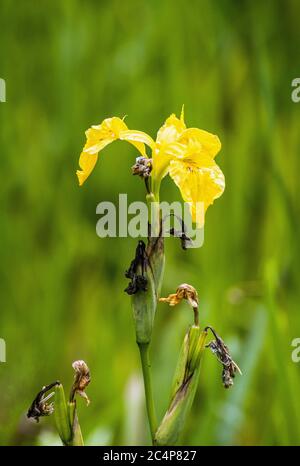 Gelbe Flagge Iris wächst in einem sumpfigen Fleck einer Wiese. Das Foto ist im Hochformat formatiert. Stockfoto