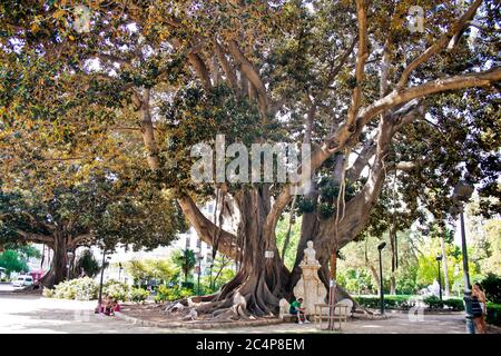 València, Comunidad Valenciana, Spanien. Glorieta Gärten (Jardins de la Glorieta oder Jardines de la Glorieta) in der Nähe der Plaza de la Porta de la Mar. Monumentalbaum Ficus macrophylla. Stockfoto