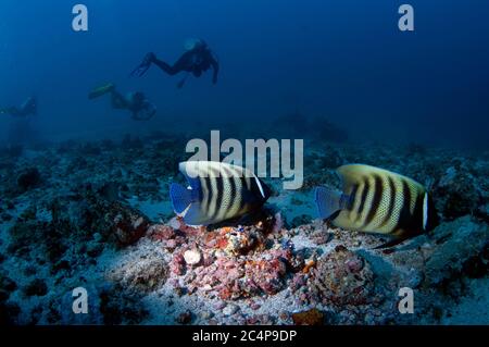 Taucher und ein Paar sechsbänderige Engelfische, Pomacanthus sexstriatus, Komodo Nationalpark, Indonesien Stockfoto