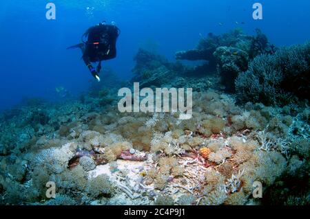 Taucher beobachten den Meeresboden, der von blütenweichen Korallen bedeckt ist, Xenia sp., Komodo Nationalpark, Indonesien Stockfoto