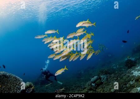 Taucher beobachtet eine Schule von Gelbflossen-Ziegenfisch, Mulloidichthys vanicolensis, Komodo-Nationalpark, IndonesienKomodo-Nationalpark, Indonesien Stockfoto