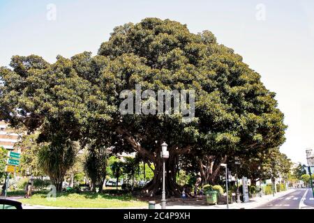 València, Comunidad Valenciana, Spanien. Glorieta Gärten (Jardins de la Glorieta oder Jardines de la Glorieta) in der Nähe der Plaza de la Porta de la Mar. Monumentalbaum Ficus macrophylla. Stockfoto