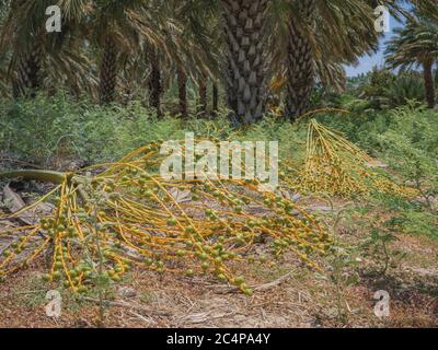 Cluster von Daten auf dem Boden in einer Plantage von Dattelpalmen Bäume. Während der Ernte am sonnigen Sommertag in der Nähe von Kibbuz Degania, Israel. Nahaufnahme niedrig A Stockfoto