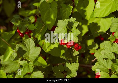 Rote Johannisbeeren in grünem Laub. Von der Sonne beleuchtet Stockfoto