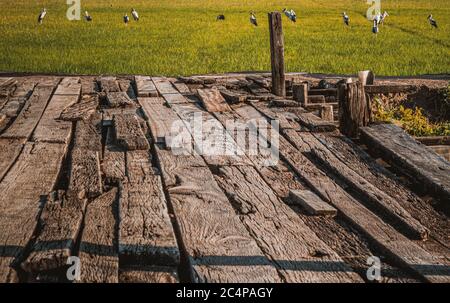 Holzterrasse mit grünem Reisfeld im Hintergrund. Holzbrücke auf Green Rice Field Stockfoto