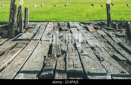 Holzterrasse mit grünem Reisfeld im Hintergrund. Holzbrücke auf Green Rice Field Stockfoto