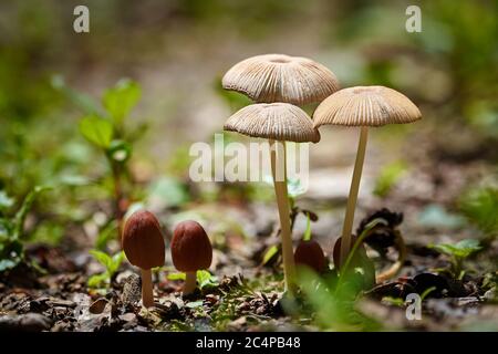Pilze im Wald nach Regen Stockfoto