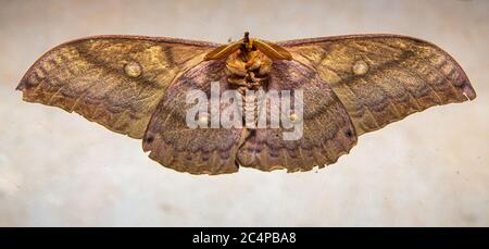 Unterseite einer japanischen Riesenmote oder japanischen Eiche Seidenmotte (Antheraea yamamamai), wie es auf der Außenseite eines Fensters ruhte. Dieses Beispiel war foun Stockfoto