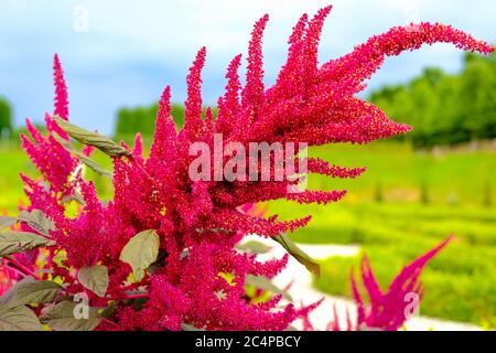 Amaranth Blume. Schöne große rote Amarant Blume. Nahaufnahme Amaranthus auf grünem Gartenhintergrund.