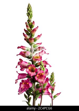 Blütenspitze des Hybriden, Sommer bis Herbst blühender Fuchshandschuh, Digitalis × valinii 'Berry Canary', auf weißem Grund Stockfoto