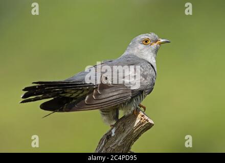 Gewöhnlicher Kuckuck (Cuculus canorus canorus) erwachsener Rüde, der auf dem Posteccles-on-Sea thront, Norfolk, Großbritannien Mai Stockfoto