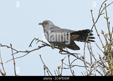 Gewöhnlicher Kuckuck (Cuculus canorus canorus) Erwachsener, der auf einem toten Zweig thront und Eccles-on-Sea, Norfolk, Großbritannien, Juni, ruft Stockfoto