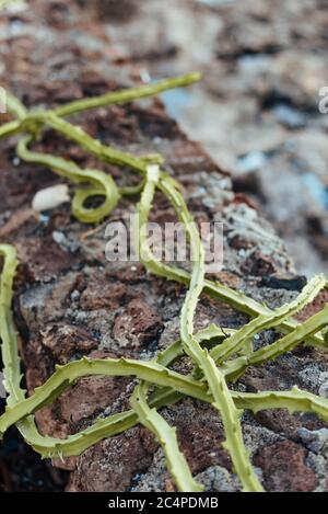 Eine Pflanze, die eine lange Steinmauer in La Graciosa/Graciosa Island's Caleta del Sebo, Kanarische Inseln, Spanien wächst Stockfoto