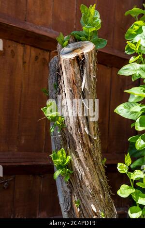 EIN GROSSER FLIEDER BAUM, DER BIS ZU DREI FUSS GESCHNITTEN WURDE, MIT NEUEM WACHSTUM IM FRÜHJAHR FRÜHSOMMER Stockfoto