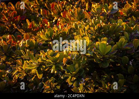 Warmes Abendlicht, das auf den Blättern eines Strandmandelbaumes scheint. Stockfoto