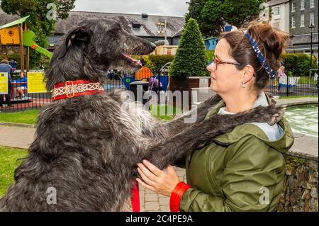 Kinsale, West Cork, Irland. Juni 2020. Hamish, ein riesiger schottischer Deerhound, war heute mit seinem Besitzer Grainne Breathnach aus Kinsale in Kinsale auf dem Markt. Quelle: AG News/Alamy Live News Stockfoto