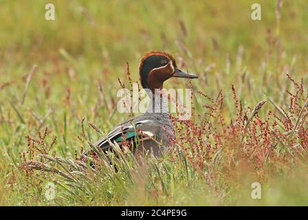 Gewöhnliches Teal (Anas crecca crecca) erwachsenes Männchen, das im grasbewachsenen Feld Eccles-on-Sea, Norfolk, Großbritannien, Juni, steht Stockfoto