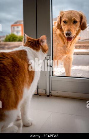 Brown Labrador Retriever hält vor einer Tür inne, um auf der anderen Seite der Tür eine braune Katze zu sehen. Vertikales Foto. Stockfoto