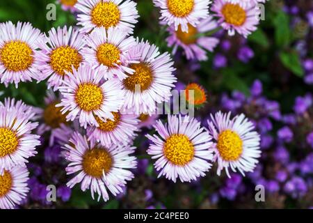 Erigeron „würde“ blüht Stockfoto