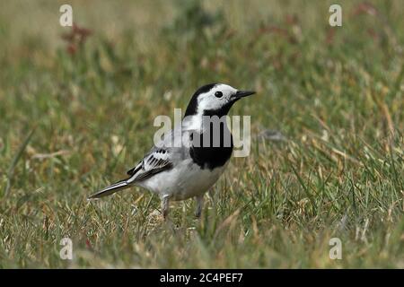 Weißer Wagtail (Motacilla alba alba) Erwachsener beim Spazierengehen auf kurzem Gras Eccles-on-Sea, Norfolk, Großbritannien 25. April 2020 Stockfoto