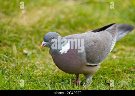 Gartenbesucher Stockfoto