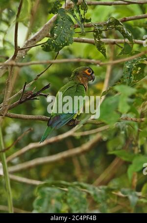 Braunkehlsittich (Eupsittula pertinax lehmanni) Erwachsener auf Zweig Sabanita, Inirida, Kolumbien November Stockfoto