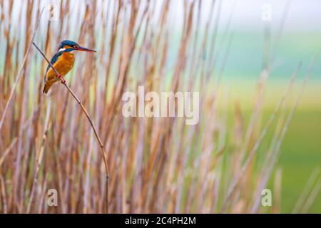 Niedliche bunte Vogel Eisvogel. Gelber Natur Hintergrund. Der Eisvogel Alcedo atthis. Stockfoto